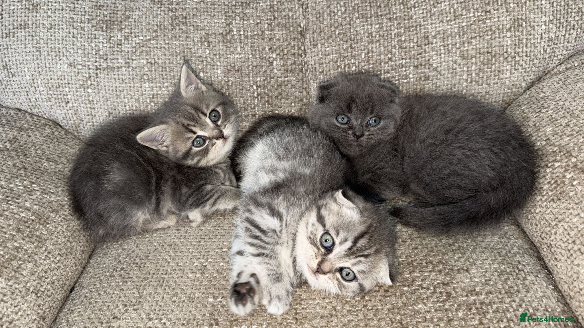 Scottish Fold cats 😊Tabby Scottish fold  - Advert 2
