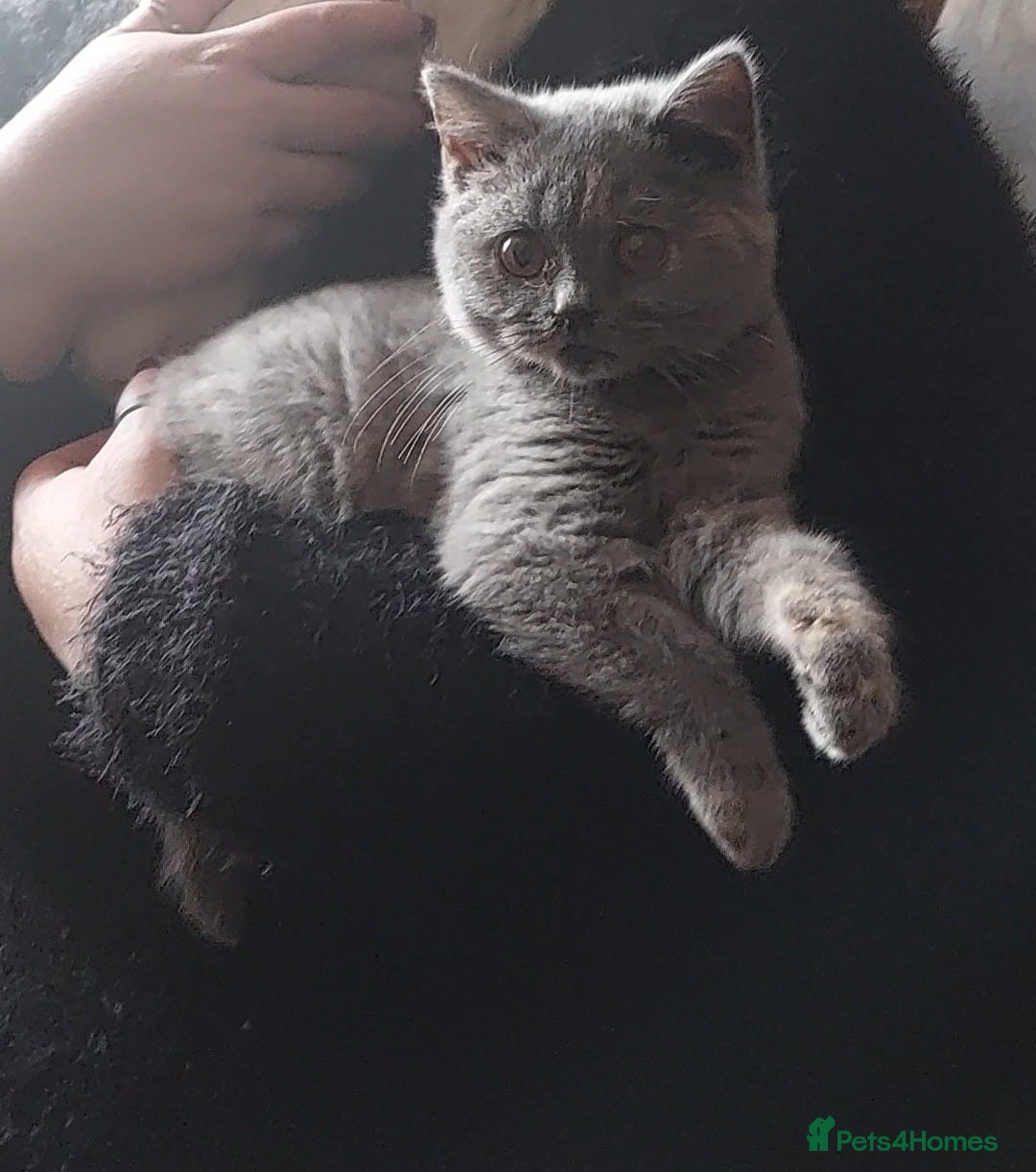 British Shorthair cats for sale: ❤️‍🔥 British Shorthair Kittens ❤️‍🔥 - Advert 3