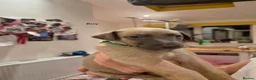 Whippet dogs for sale: Fawn Whippet puppys - Advert 26