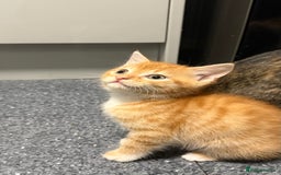 Mixed Breed cats for sale: Kittens - Image 1