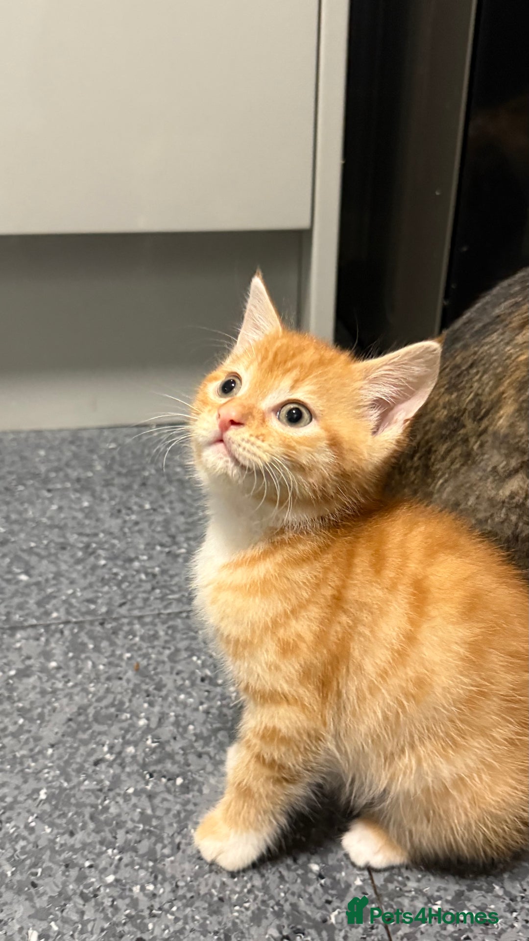 Mixed Breed cats for sale: Kittens - Image 1