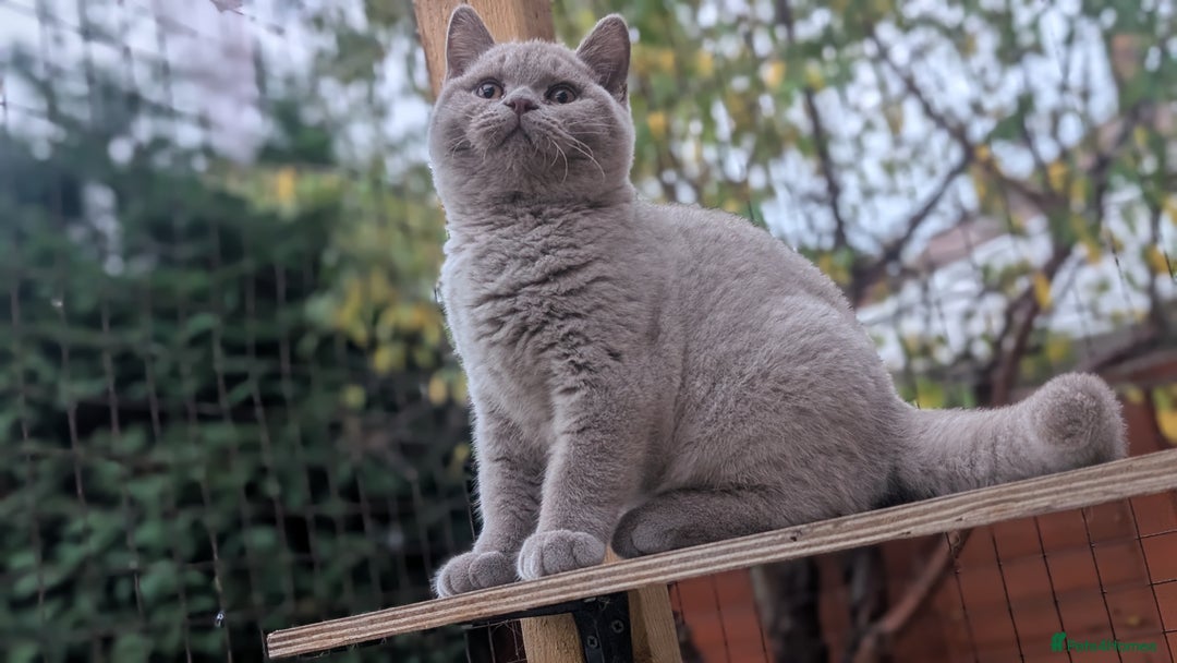 British Shorthair cats for sale: Gccf registered, Ready now - Image 6
