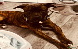 Mixed Breed dogs for sale: Male cane corso cross bullmastiff - Image 6