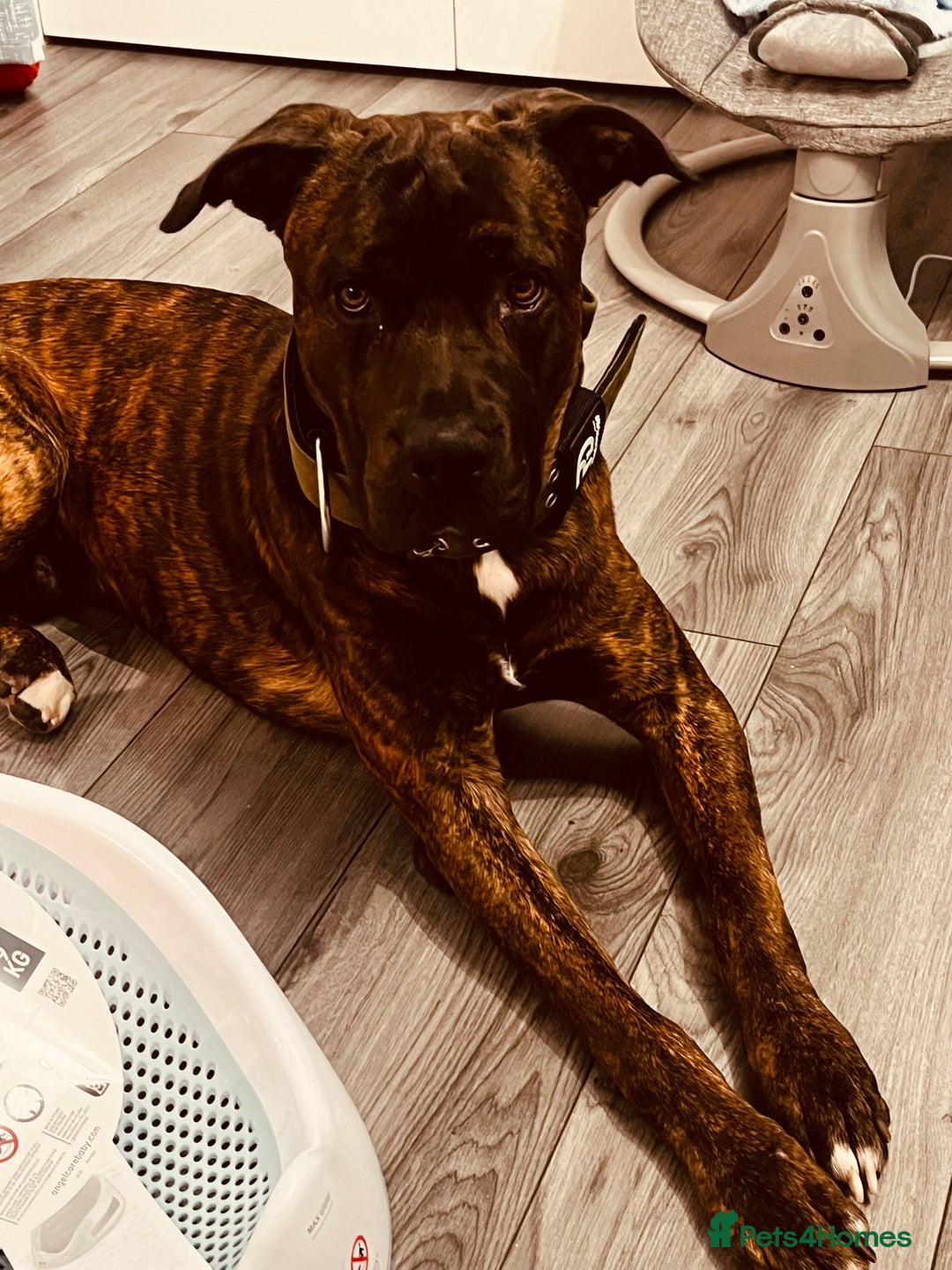 Mixed Breed dogs for sale: Male cane corso cross bullmastiff - Image 6