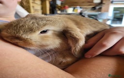 Mini Lop rabbits for sale: Mini Lop Bunnies Ready to leave shortly - Image 6