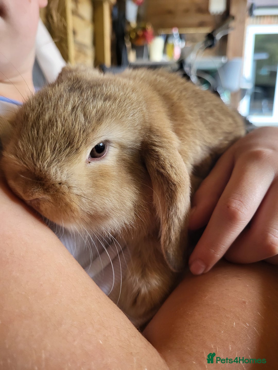 Mini Lop rabbits for sale: Mini Lop Bunnies Ready to leave shortly - Image 6