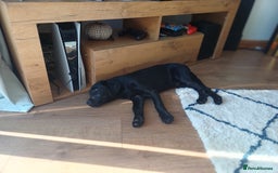Labrador Retriever dogs for sale: Labrador puppy - Image 4