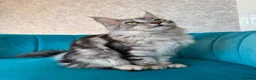 Maine Coon cats for sale: TICA Pedigree Registered Maine Coon Kittens - Advert 21
