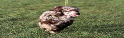 Miniature Poodle dogs for stud:  Chocolate Merle miniature poodle  - Advert 5