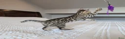 Bengal cats for sale: 🤎🖤 Gorgeous Bengal Girl 🖤🤎 - Advert 8
