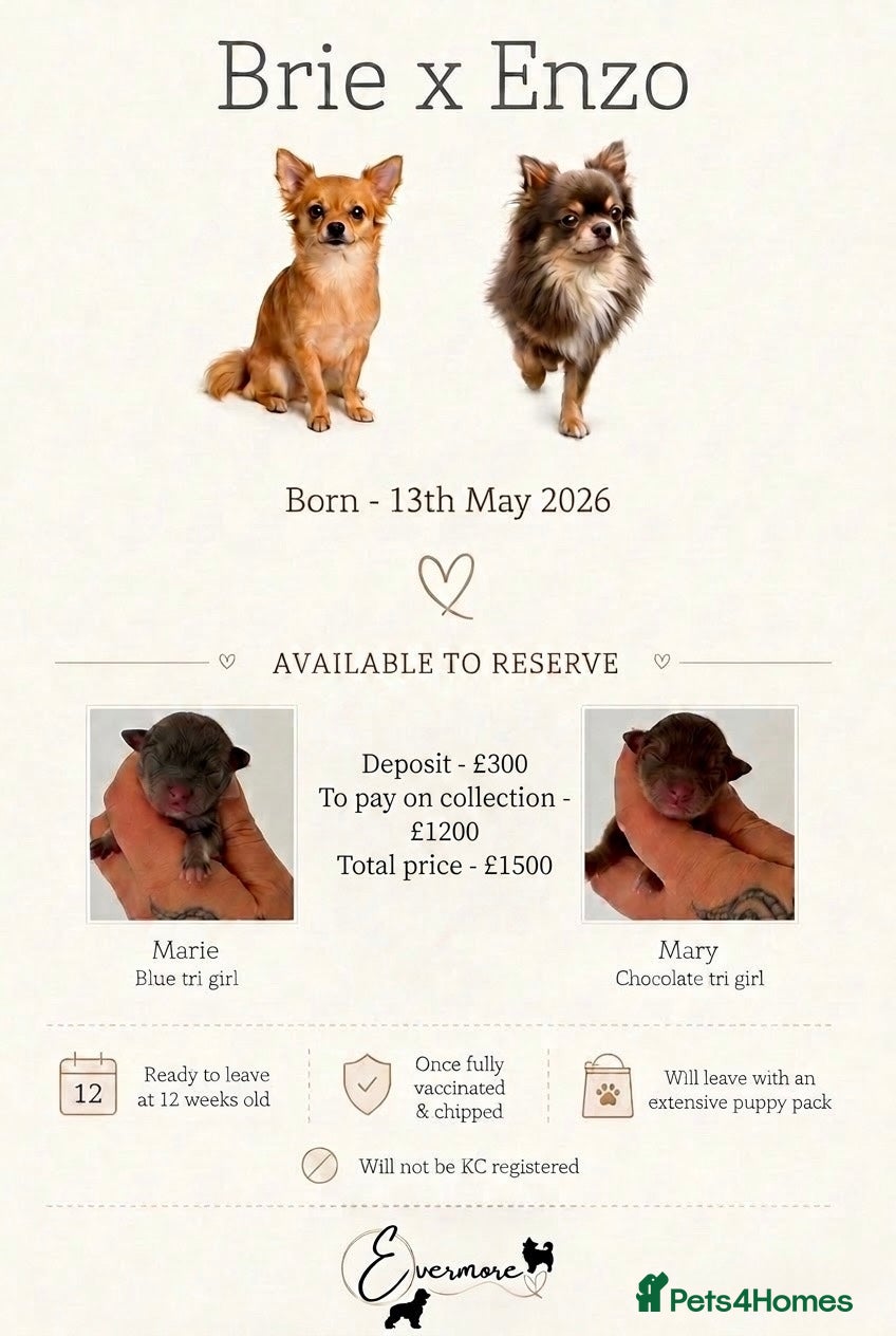 Chihuahua dogs ✨ Beautiful Long Haired Chihuahua Litter ✨ - Advert 6