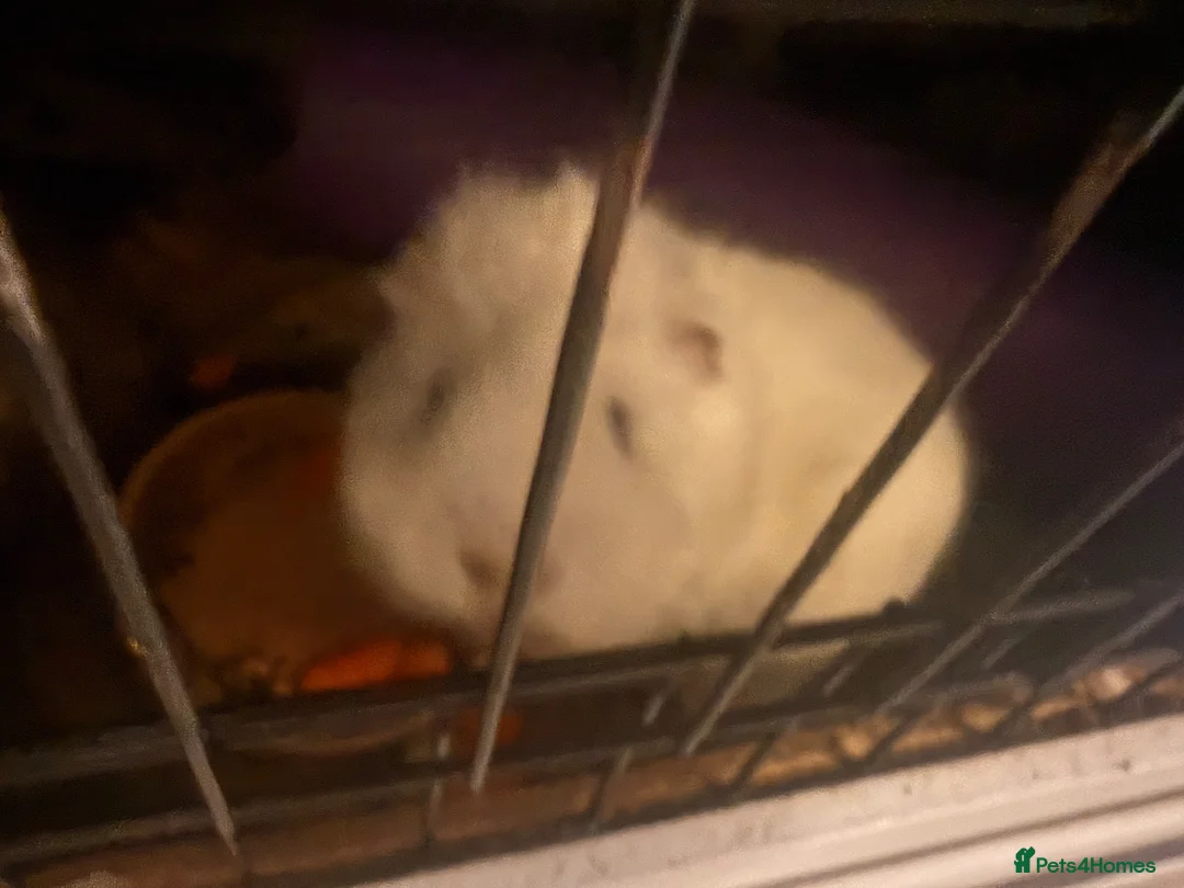 Guinea Pig rodents for sale: Guinea Pigs for rehome in Rotherham - Advert 2