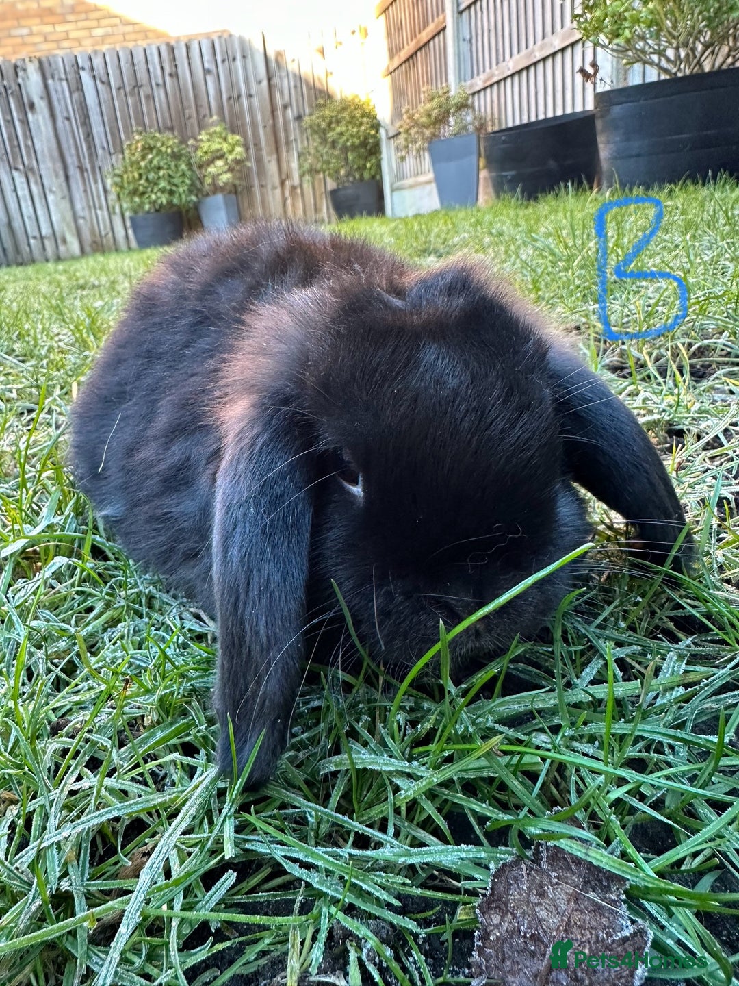 Mini Lop rabbits for sale: Mini Lop Rabbits  - Advert 8