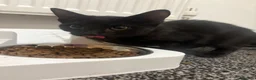 Domestic Shorthair cats for sale: 2 Female domestic shorthair kittens in Wigan - Advert 7