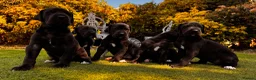 Great Dane dogs for sale: Stunning KC Registered champion bloodline Puppies - Advert 9