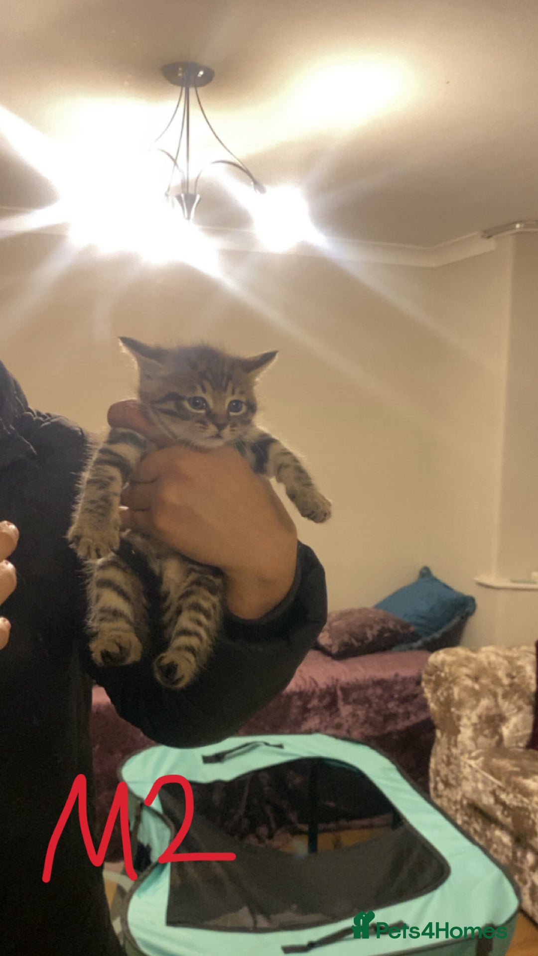 Mixed Breed cats for sale: 4x Tabby😻Babies ready ✅  - Advert 11