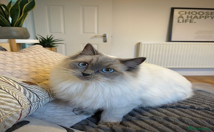 Ragdoll cats - Advert 1