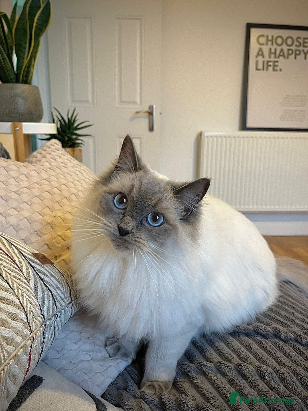 Ragdoll cats for sale: Beautiful Ragdoll looking for loving home - Image 1