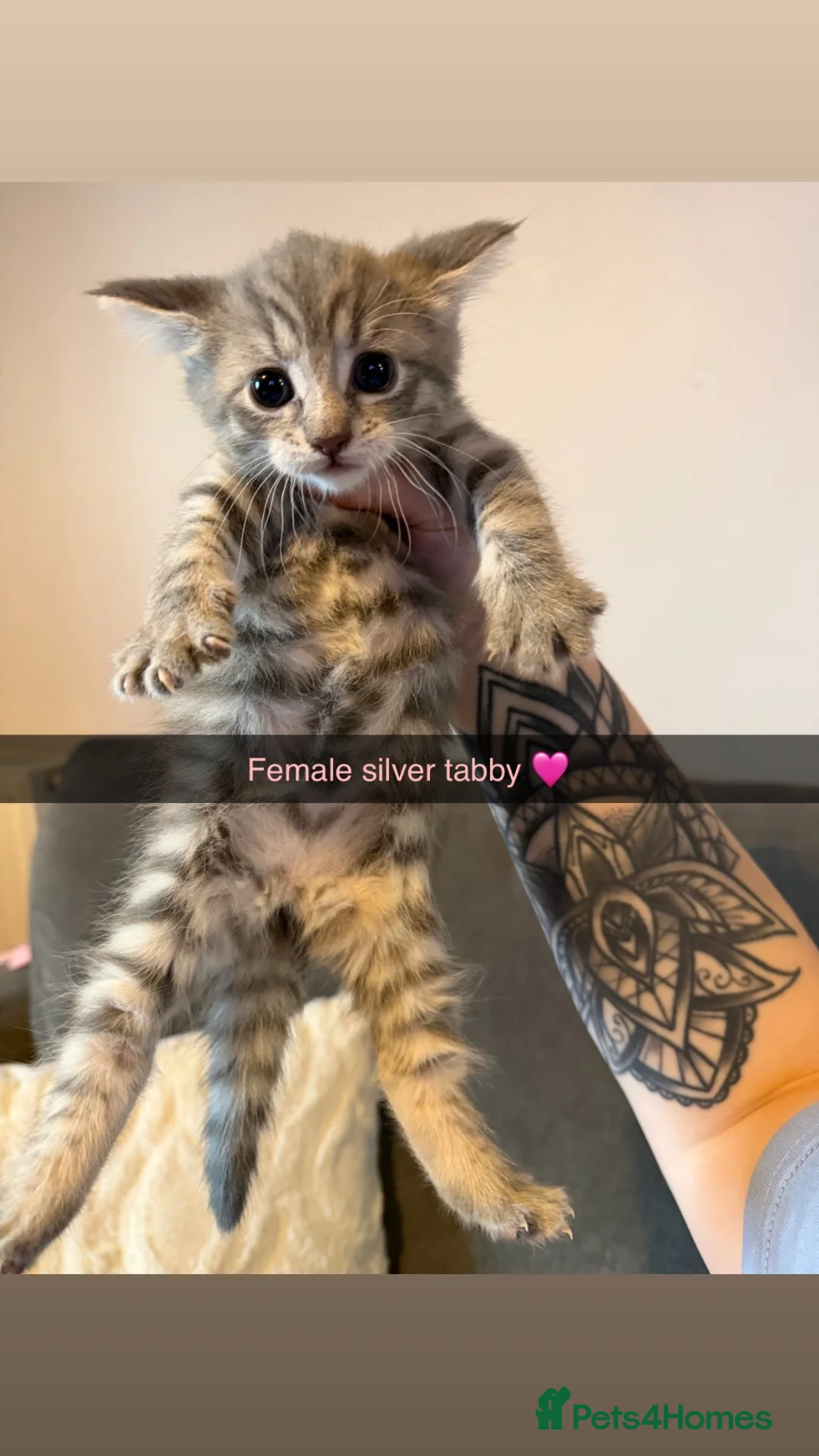 Mixed Breed cats for sale: Silver Tabby’s(Female & Male)& Brown Tabby Kittens - Advert 2