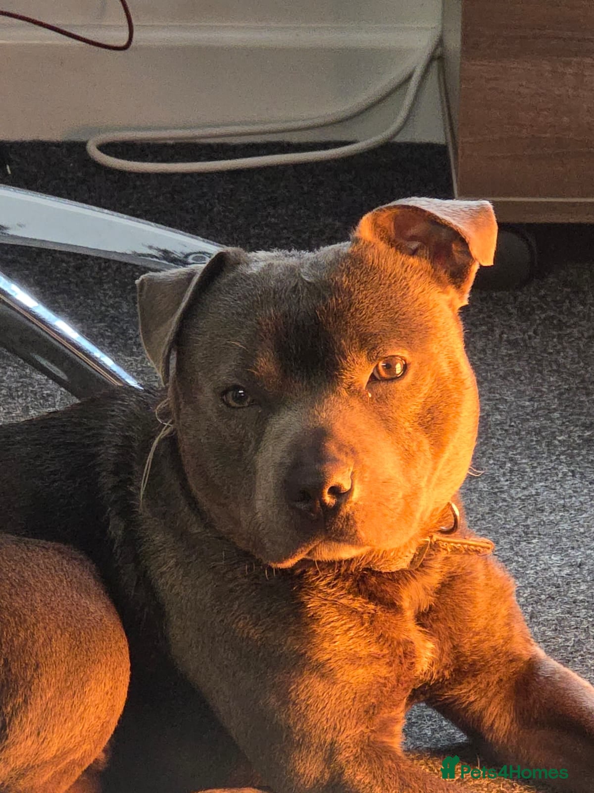 Staffordshire Bull Terrier dogs Stunning blue staffy for 1st time stud - Advert 7