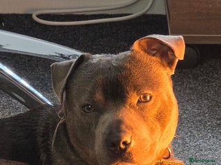 Staffordshire Bull Terrier dogs - Advert 5