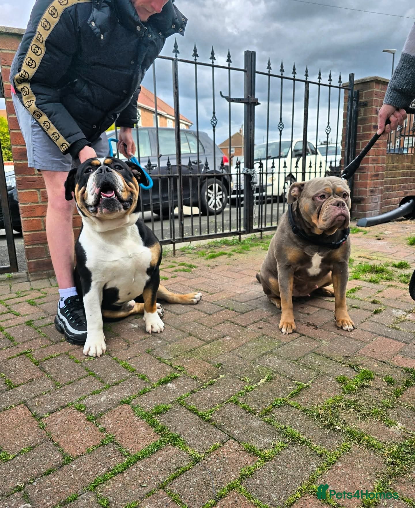 Old Tyme Bulldog dogs Old tyme bulldog puppies for sale - Advert 1