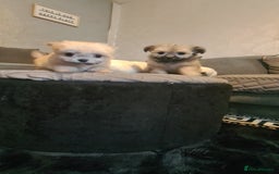 Mixed Breed dogs for sale: Stunning Designer Puppys - maltese x chihuahua  - Image 2