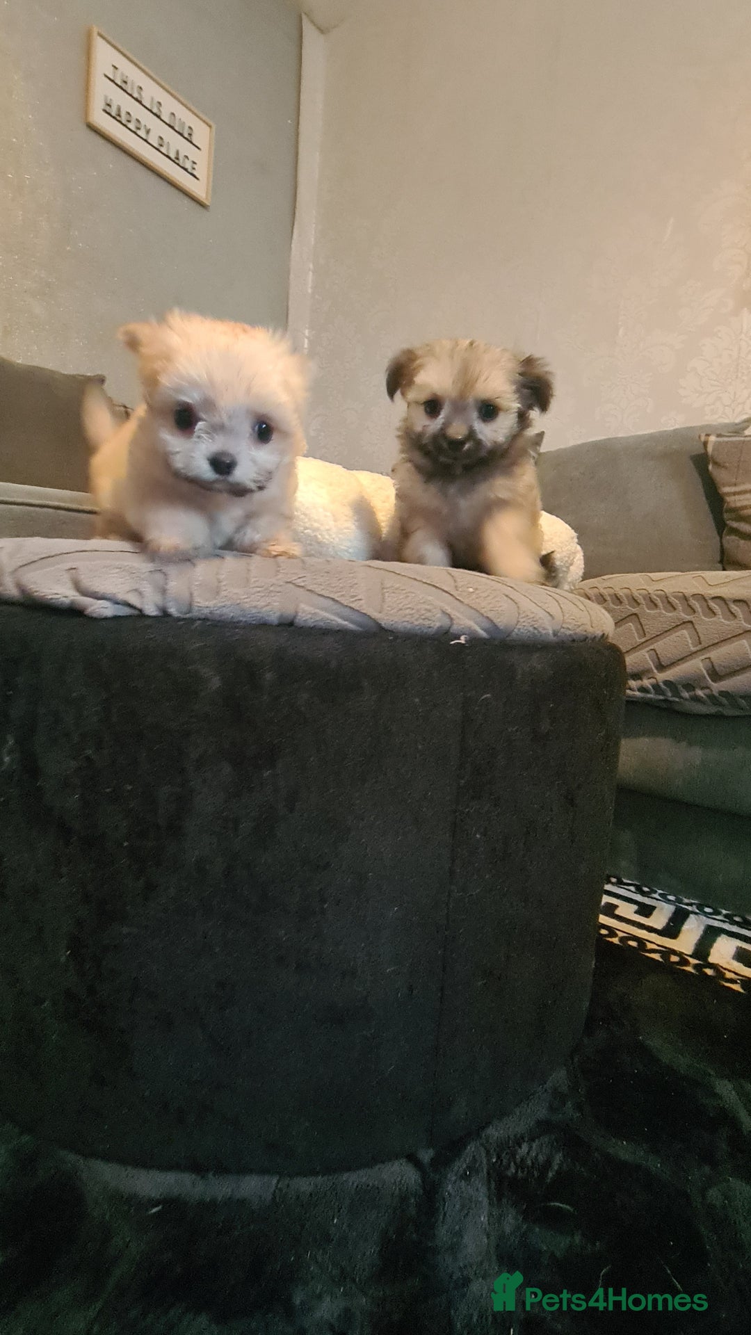 Mixed Breed dogs for sale: Stunning Designer Puppys - maltese x chihuahua  - Image 2