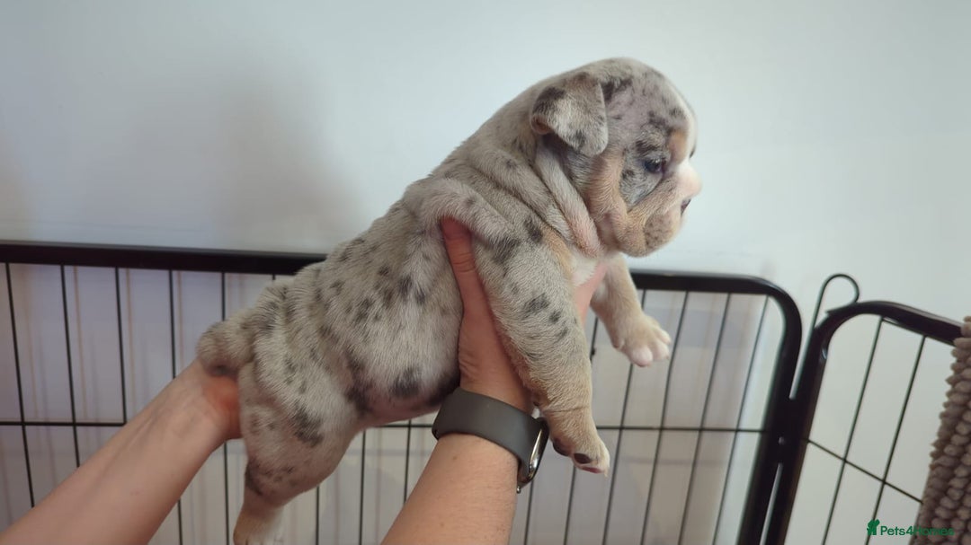 English Bulldog dogs for sale: Chunky English Bulldog Puppies  - Image 6