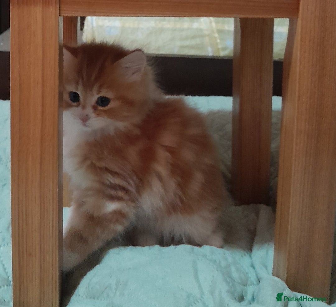 Mixed Breed cats for sale: 3 gorgeous kittens 😺😸😻 - Advert 8