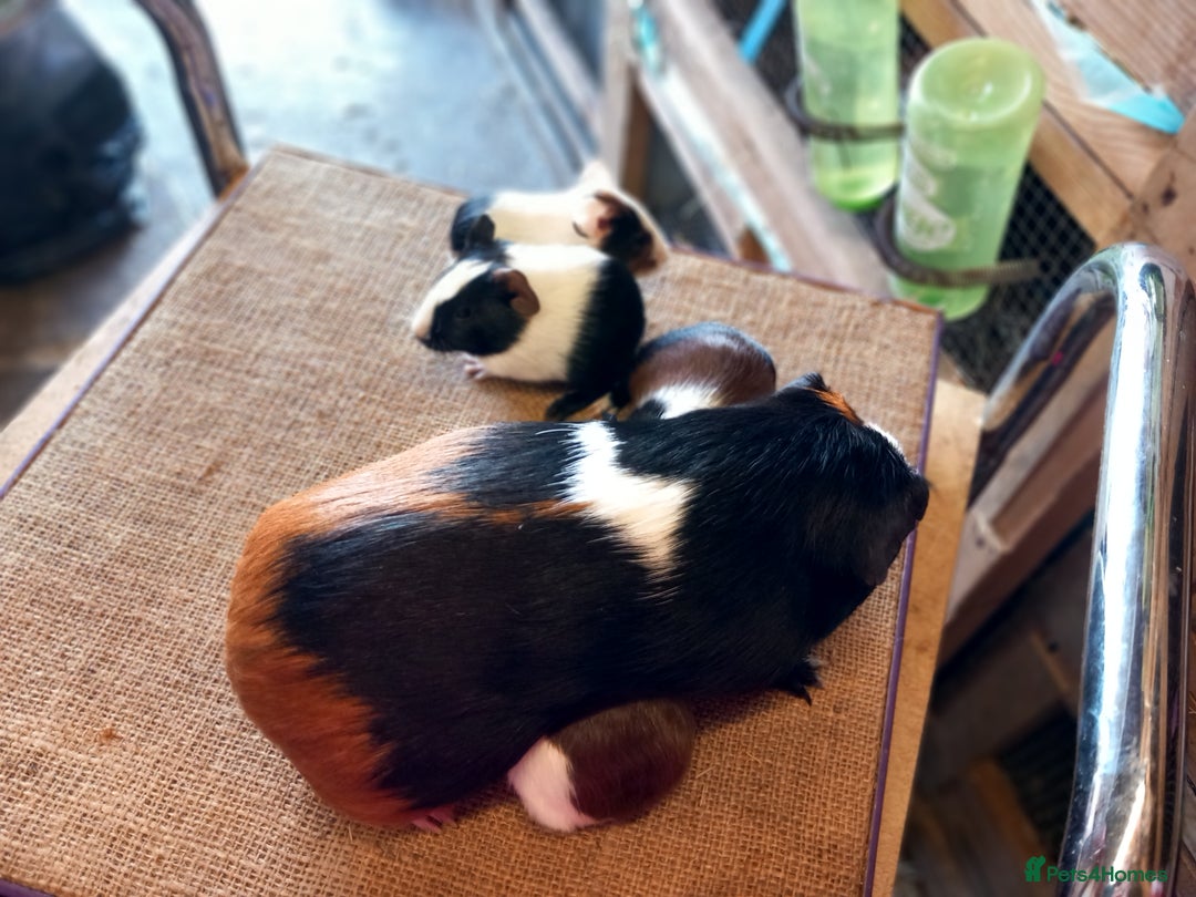 Guinea Pig rodents for sale: Baby guinea pigs for sale  - Image 4