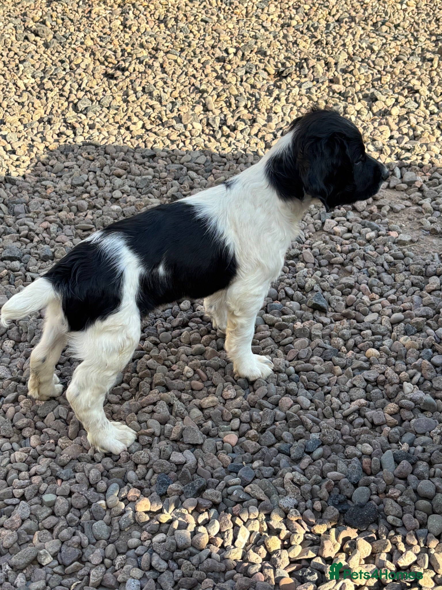 English Springer Spaniel dogs English springer spaniel pups - Advert 1
