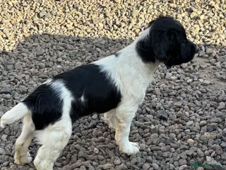 English Springer Spaniel dogs English springer spaniel pups - Advert 1