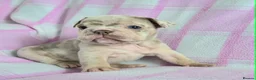 English Bulldog dogs for sale: F1 Mini bull x Kc reg English bulldog - Advert 15