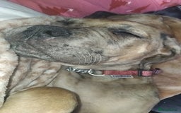 Cane Corso dogs for sale: Cane Corso  - Image 7