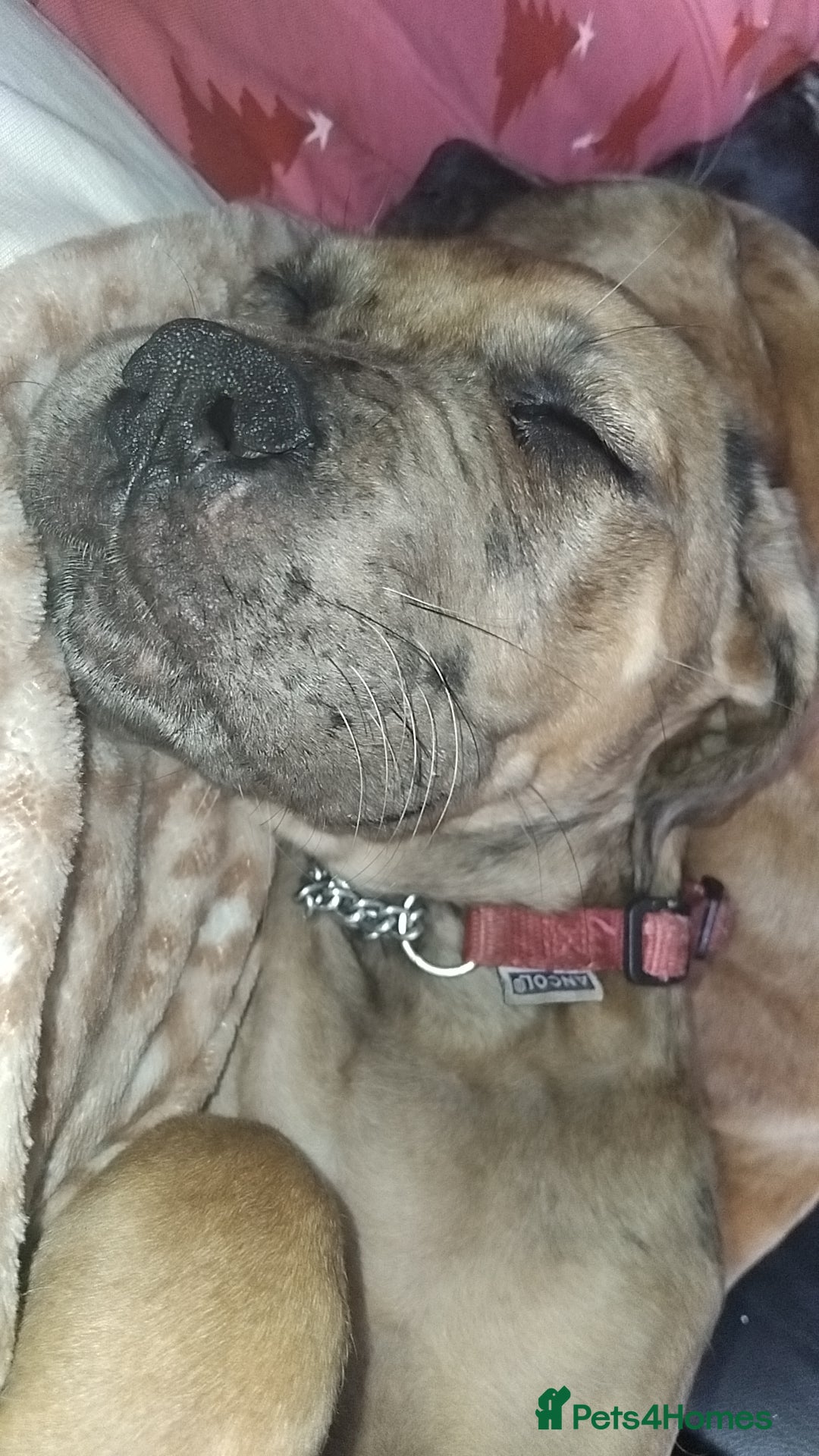 Cane Corso dogs for sale: Cane Corso  - Image 7