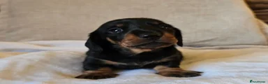 Miniature Dachshund 1