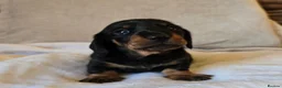Miniature Dachshund dogs for sale: Beautiful Dachshund Puppies looking for new homes in Grimsby - Advert 6