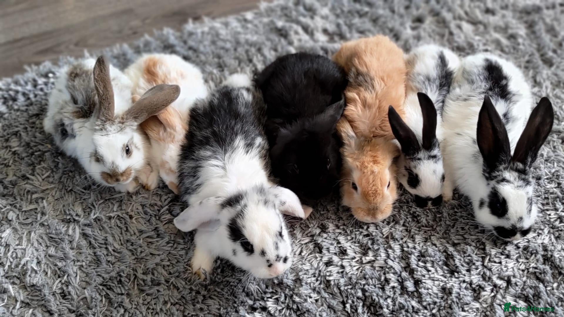 Mini Lop rabbits Cute French x Mini Lop Ready to Go!!! - Advert 1