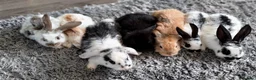 Mini Lop rabbits for sale: Cute French x Mini Lop Ready to Go!!! - Advert 1