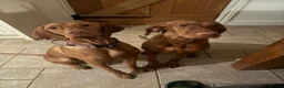 Hungarian Vizsla dogs for sale: 🌟Stunning, strong health tested KC pups 🌟  - Advert 32