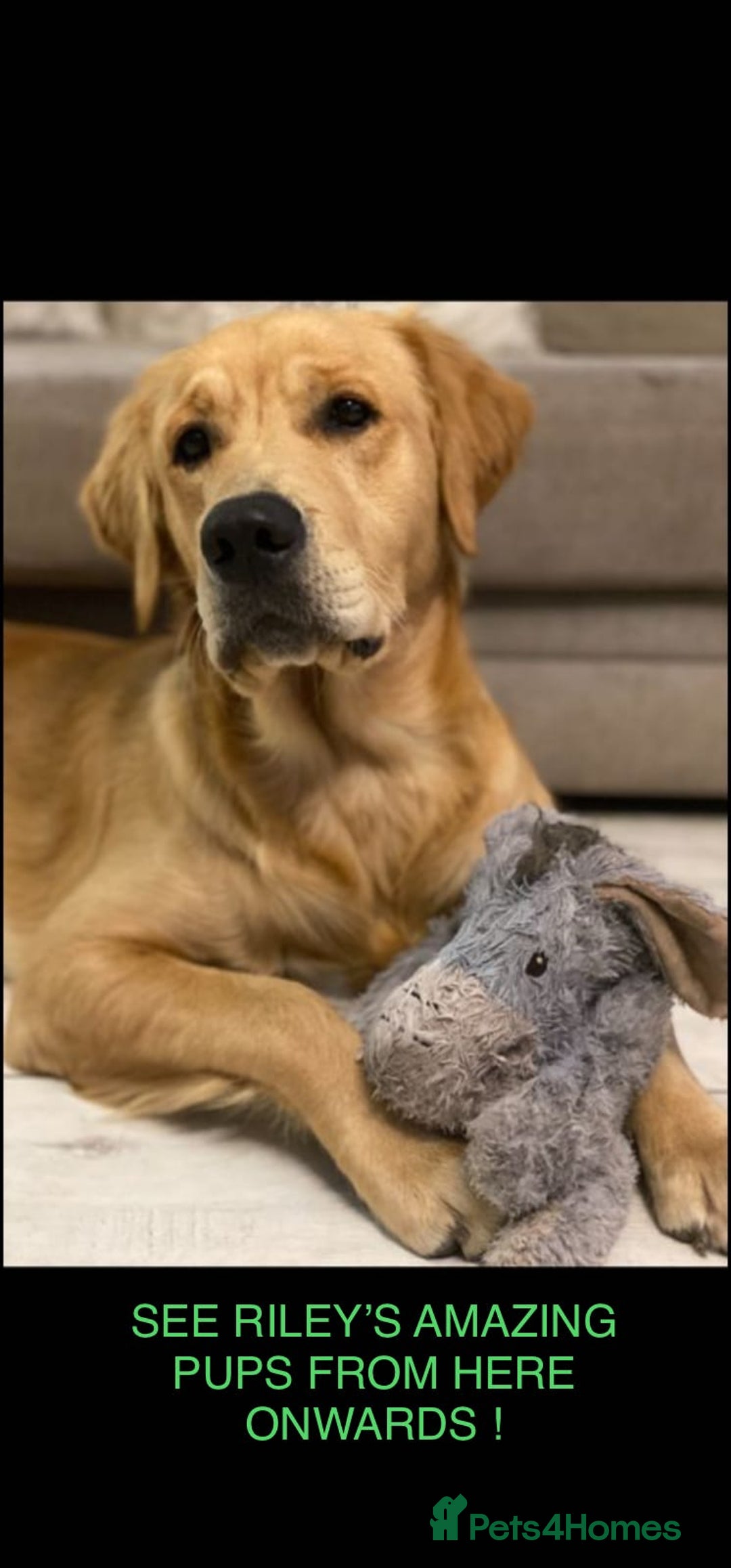 Golden Retriever dogs for stud: Very Experienced Golden retriever stud in Telford - Advert 8