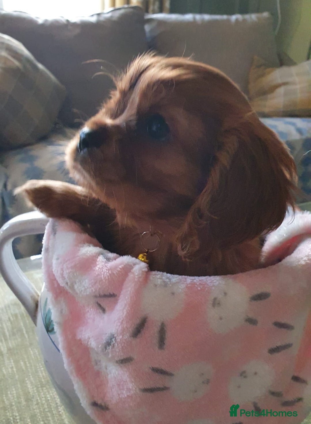 Cavalier King Charles Spaniel dogs for sale: Russian import x polish cavalier King Charles  - Advert 8