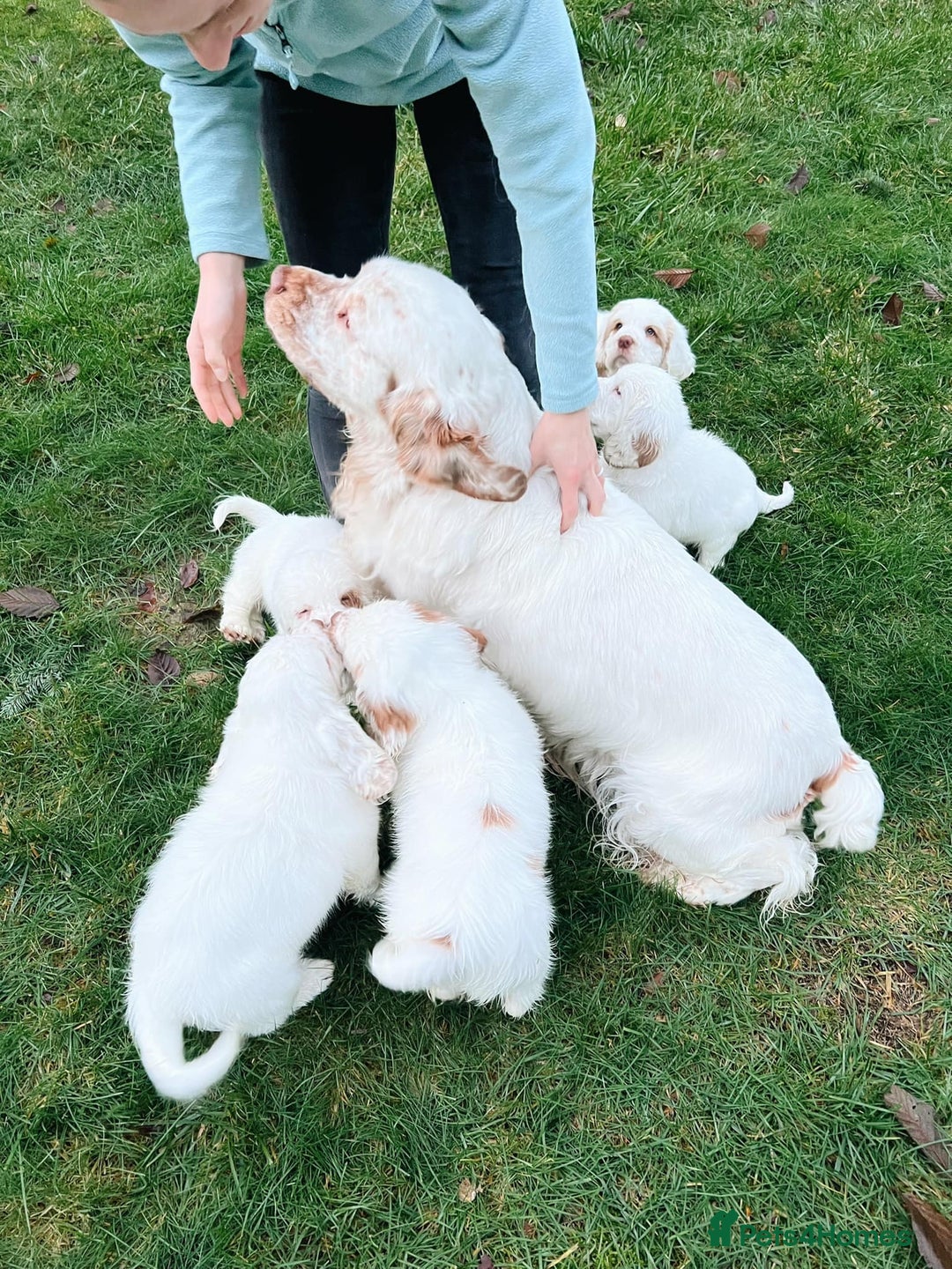 Clumber Spaniel dogs for sale: affectionate Clumber Spaniel to join your family - Advert 4