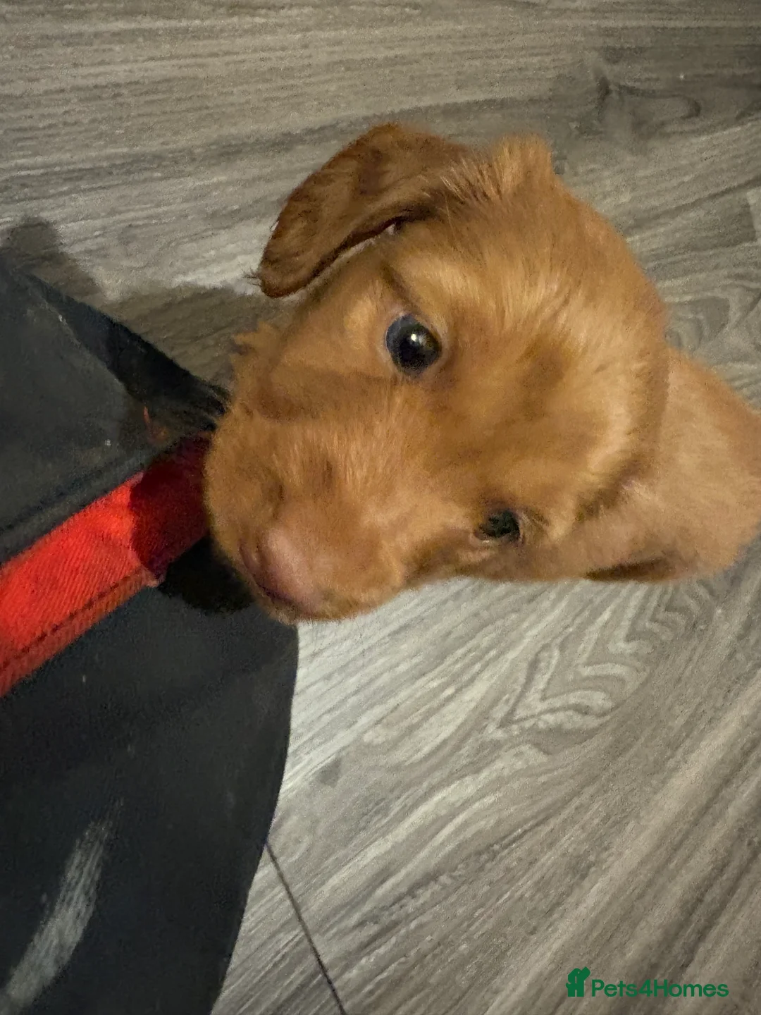 Dachshund dogs for sale: Long haired miniature  - Advert 17