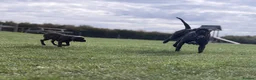 Cane Corso dogs for sale: IKC/FCI❤️Two beautiful Females❤️ in London - Advert 4
