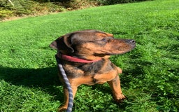 Mixed Breed dogs for sale: Zero Rottweiler x cane Corso  - Image 2