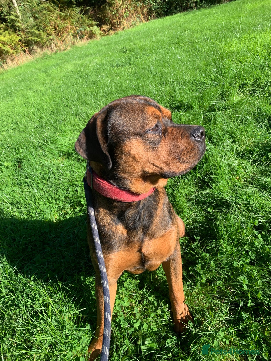 Mixed Breed dogs for sale: Zero Rottweiler x cane Corso  - Image 2