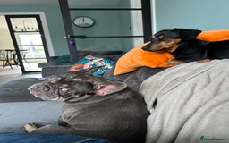 Mixed Breed dogs for sale: 5 year old Dachshund (cross) needs rehoming - Image 14