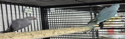 Parakeets birds for sale: Finches canarys doves parakeets parrots  - Advert 10